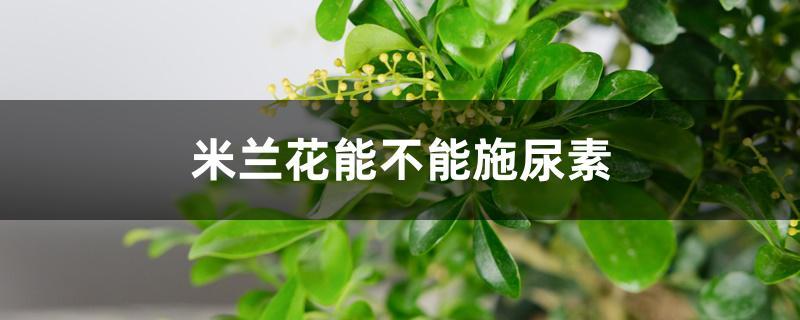 花卉可以喷施尿素吗? 花卉可以喷施尿素吗有毒吗!