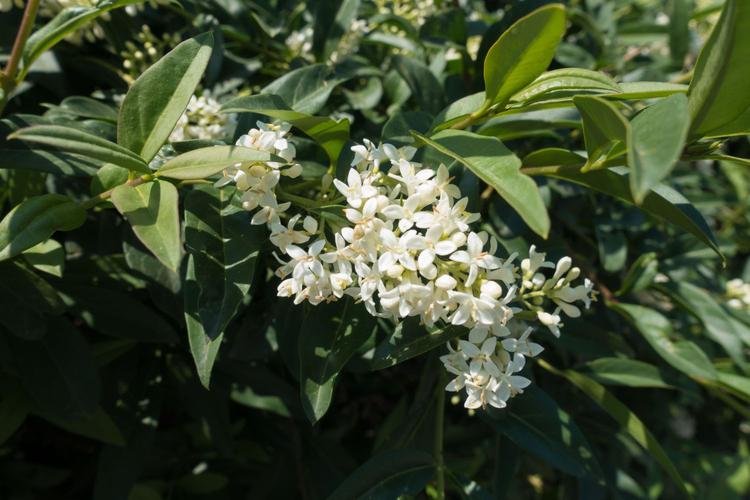 小叶女贞算花卉嘛? 小叶女贞算花卉嘛图片!