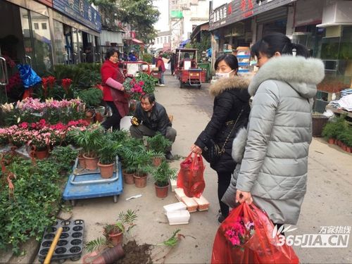 花卉市场批发合肥? 合肥花卉批发基地!