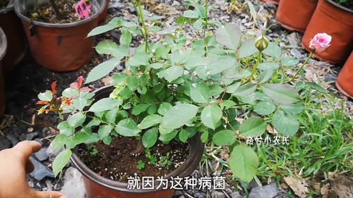 花卉肥害处理方法? 花卉肥害处理方法有哪些!