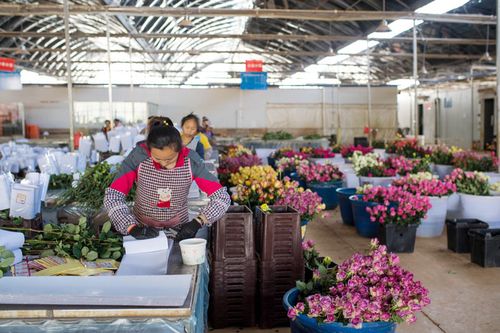 昆明花卉包装工招聘? 昆明花卉包装工招聘信息!