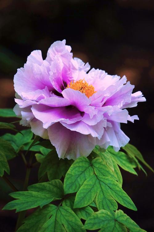 牡丹花草本花卉? 牡丹花草本花卉有哪些!