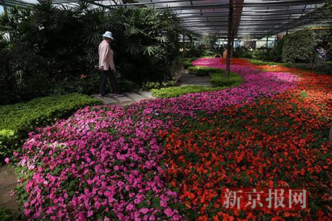 北京花卉展怎样报名? 北京花卉展怎样报名参加!