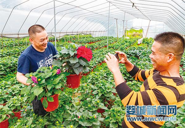 种植花卉怎么找销路? 种植花卉怎么找销路呢!