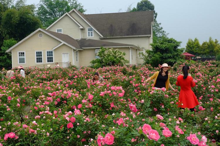 成都郫县花卉培育基地? 成都郫县花卉培育基地在哪里!