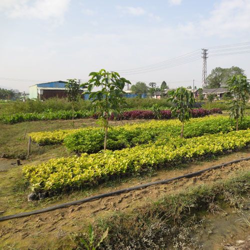 东莞最大花卉种植基地? 东莞最大花卉种植基地在哪里!