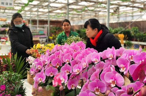 周至杨凌花卉市场? 陕西杨凌花卉批发市场!