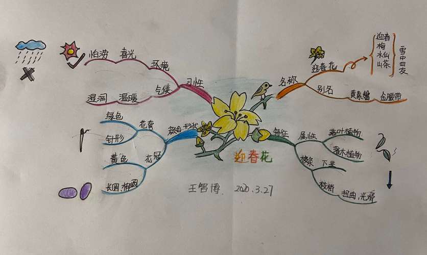 花卉分类思维导图? 花卉分类思维导图怎么画!