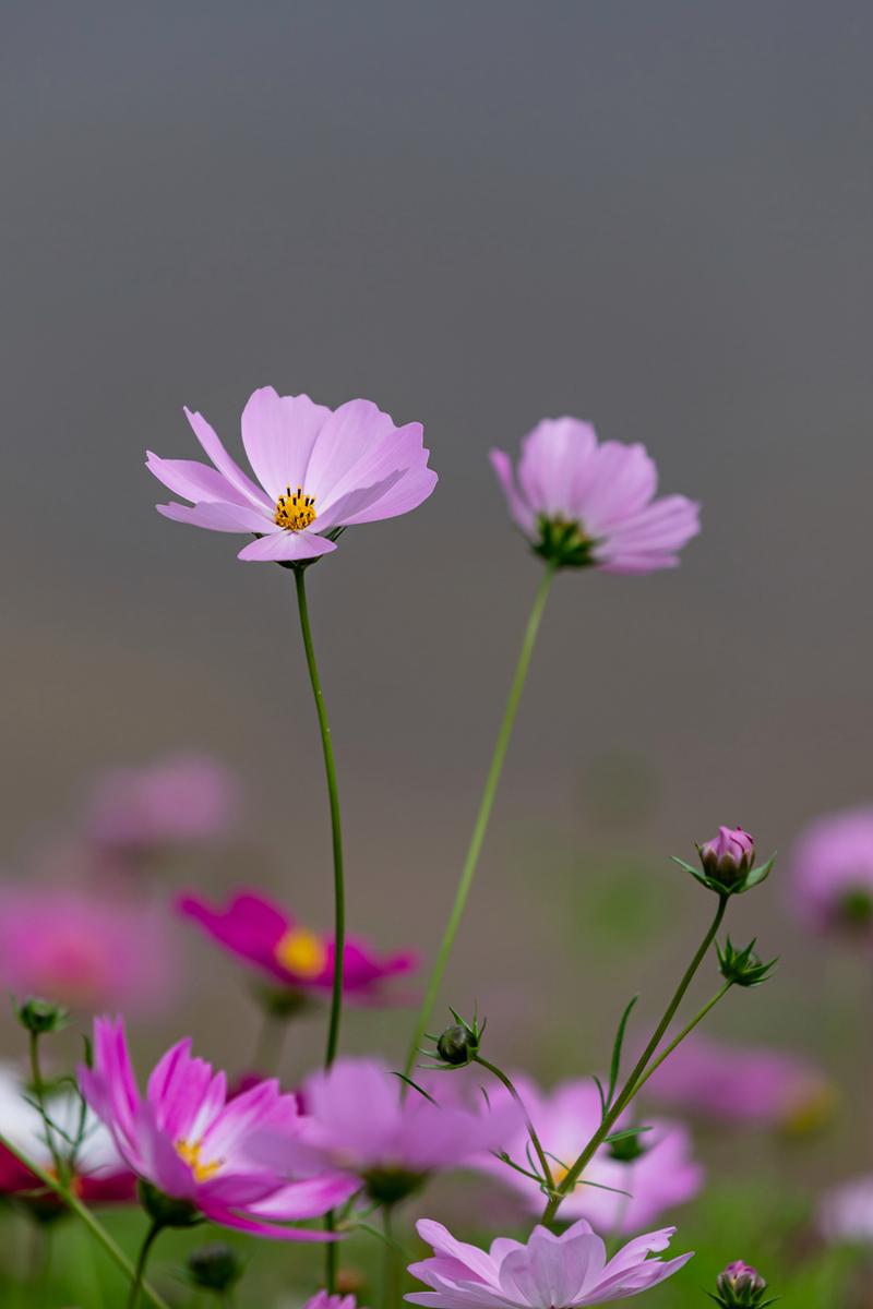 纯洁美丽花卉图片? 纯洁美丽花卉图片大全!