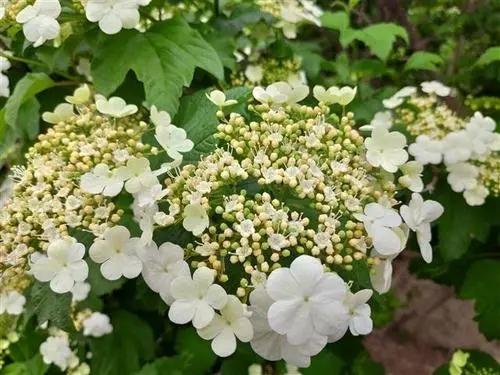 冬季开花的庭院花卉? 冬季开花的庭院花卉有哪些!