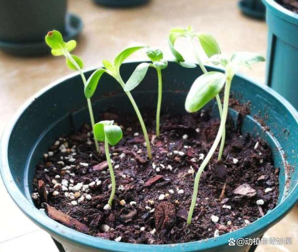 栽植种植花卉的过程? 种植花卉的步骤!