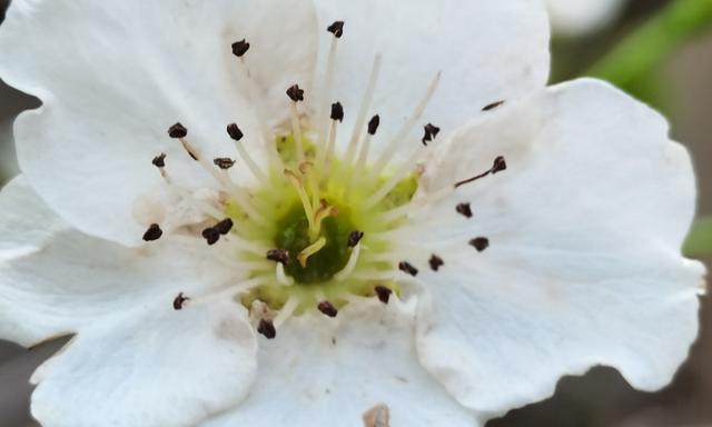 花卉花蕾花蕊的区别? 花蕾和花蕊分别代表什么!