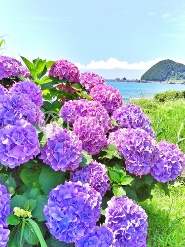 适合海边种植的花卉? 适合海边种植的花卉有哪些!