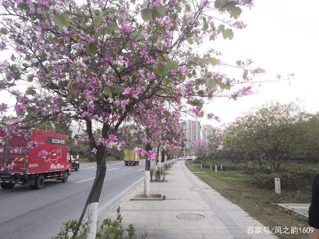 南方公路边种植花卉? 南方公路边种植花卉违法吗!