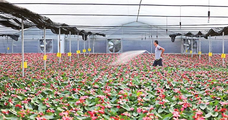 附近的花卉种植基地? 附近的花卉种植基地在哪里!