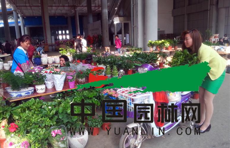 斗南花卉市场盆栽? 斗南花卉市场盆栽批发!