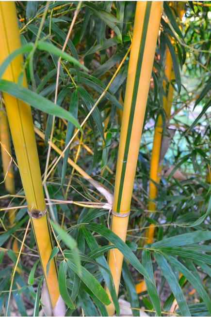 竹子属于植物还是花卉? 竹子属于植物还是花卉类!